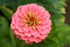 zinnia gigante