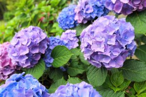 ortensia in fiore
