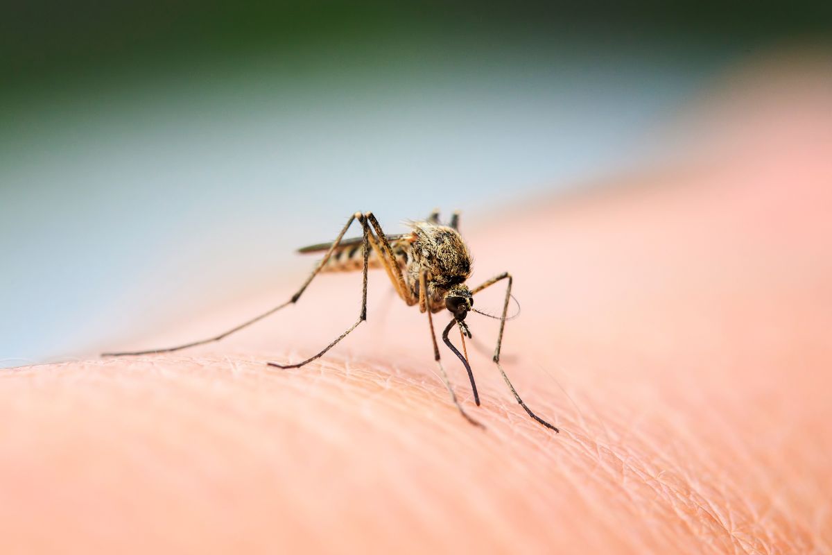 rimedi naturali contro le zanzare impazzite