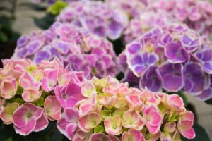 ortensie screziate