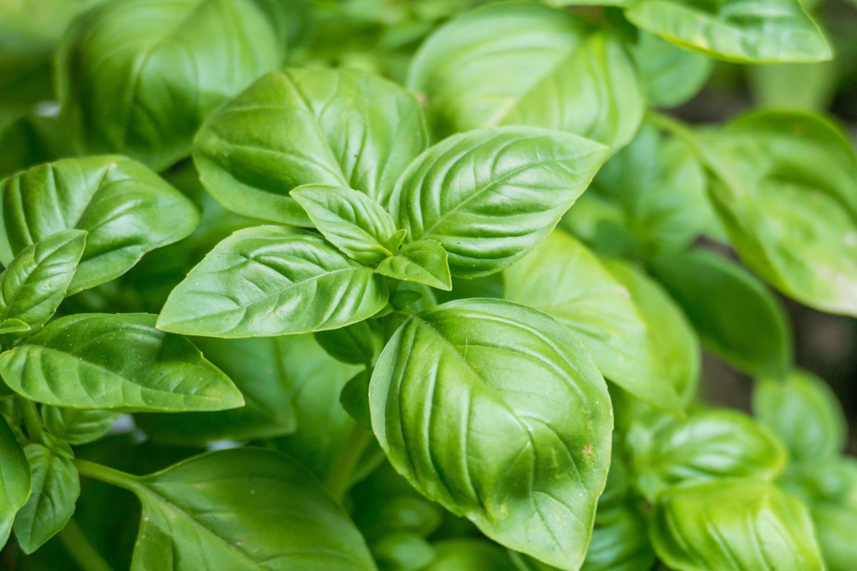 potatura basilico troppo alto