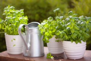 rinvaso delle piante aromatiche in estate