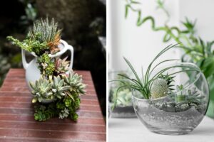 crea composizioni con piante grasse
