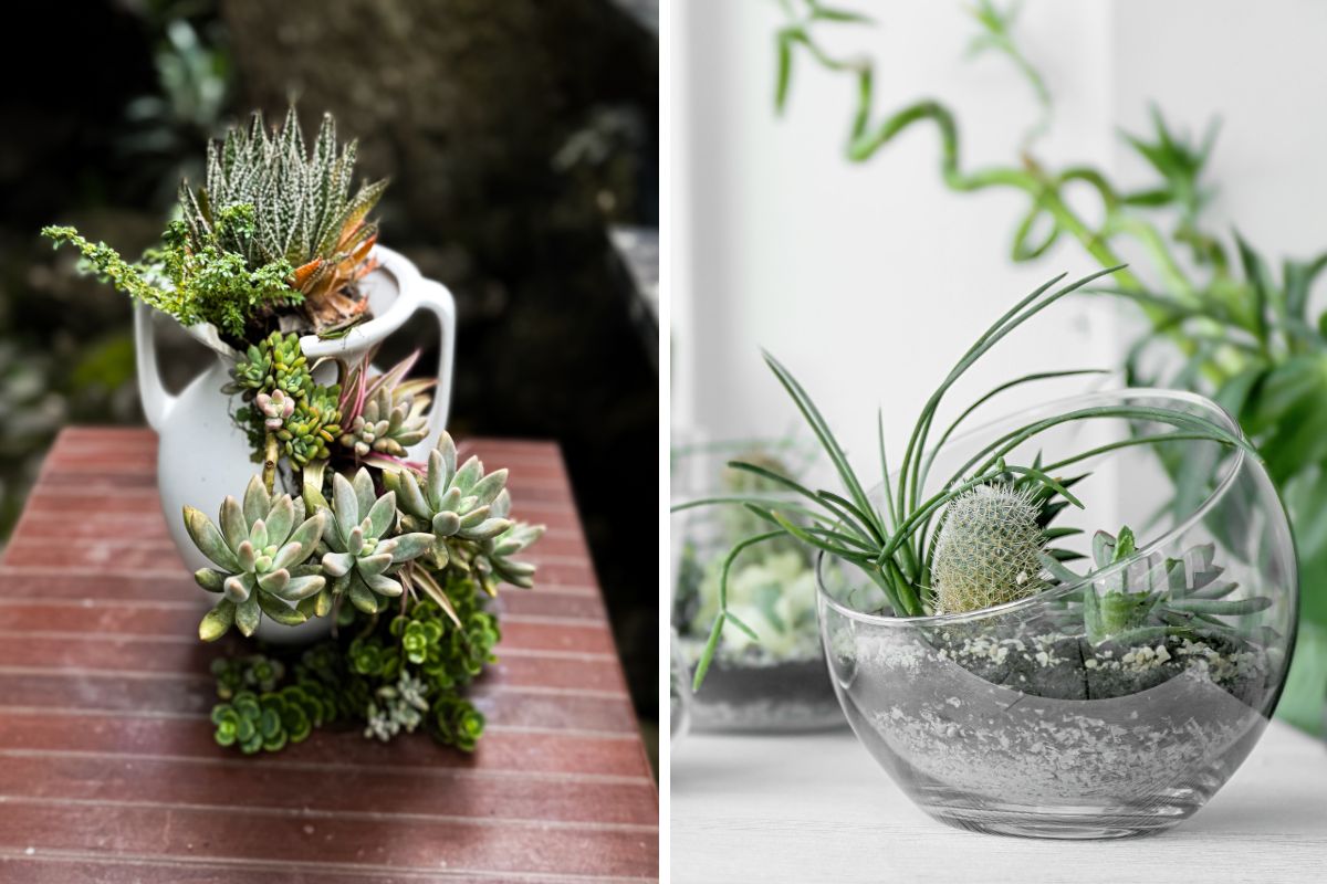 crea composizioni con piante grasse
