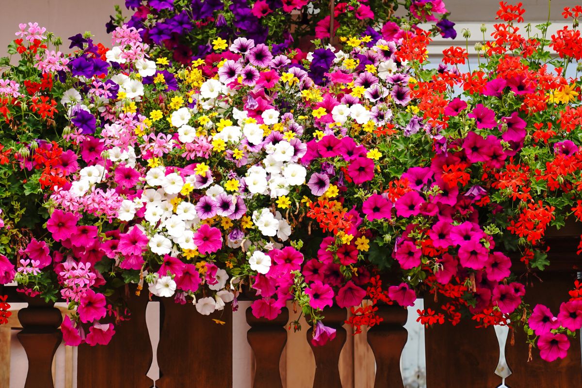 fiori in balcone
