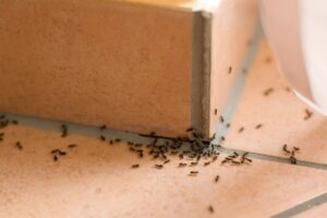 soluzioni per le formiche sul balcone