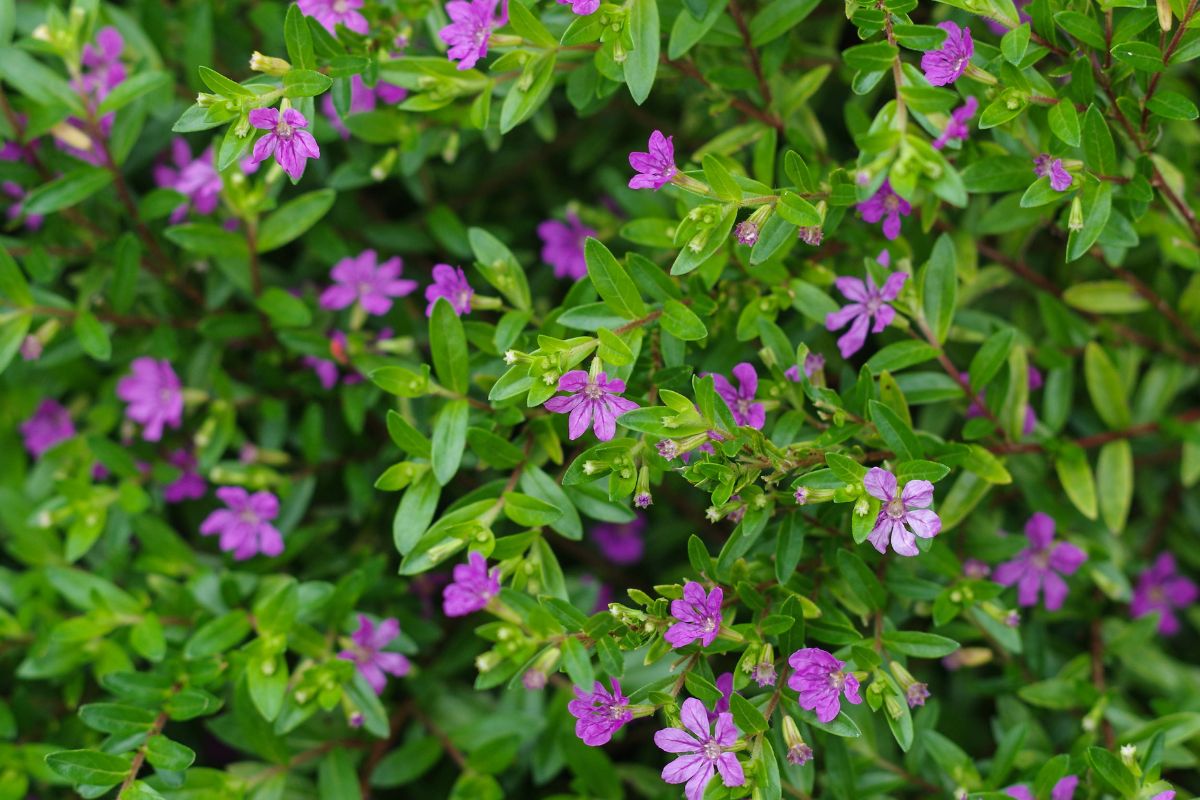 fiori fucsia erica messicana