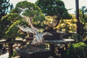 errori da non fare con i bonsai