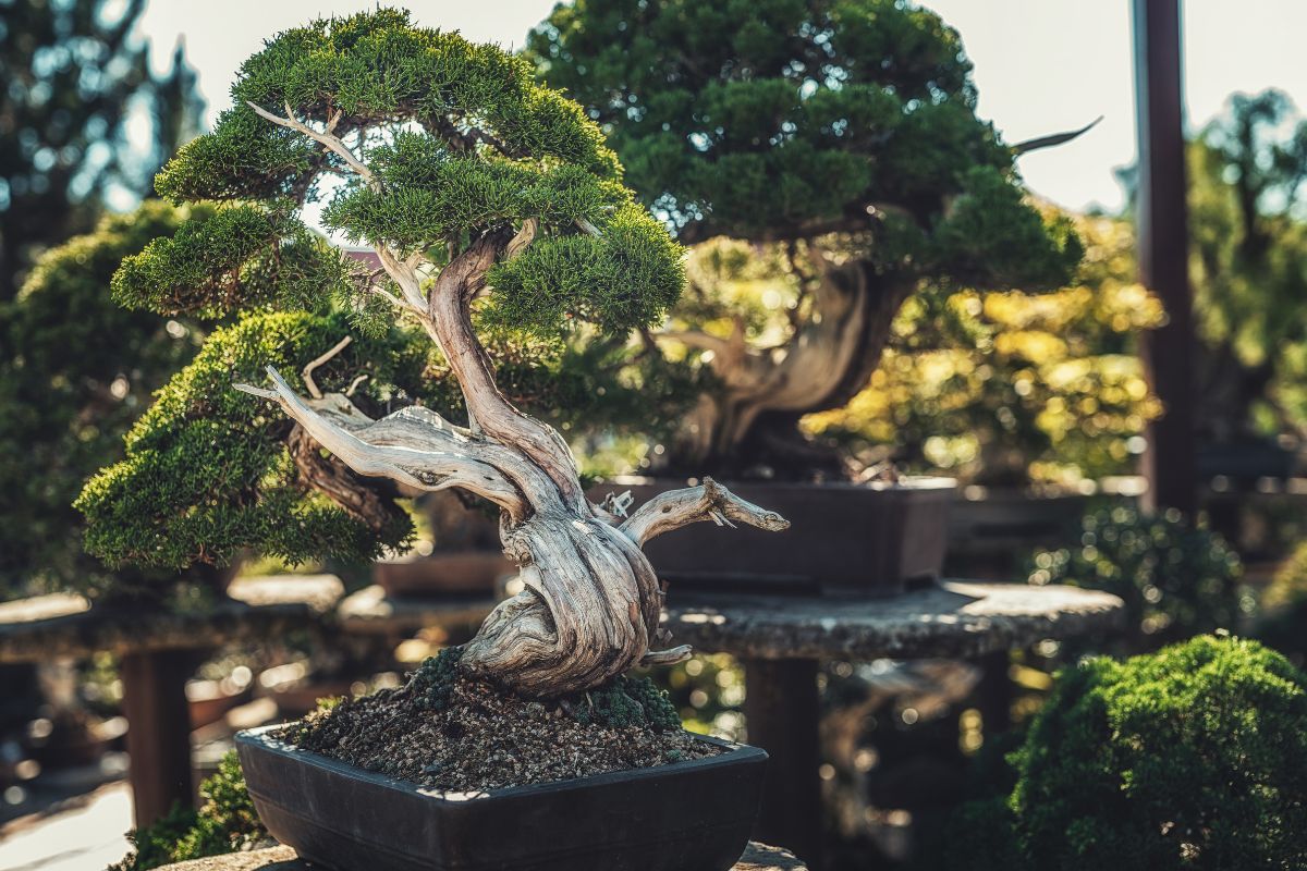errori da non fare con i bonsai