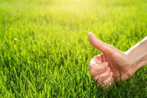 prato sempre verde anche con il caldo