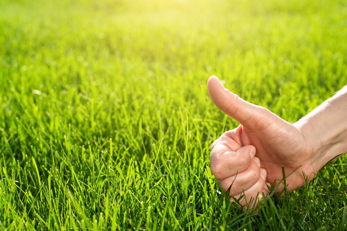 prato sempre verde anche con il caldo