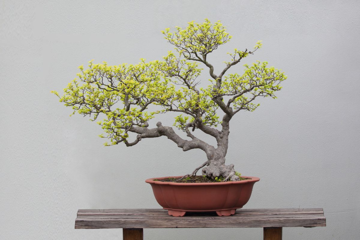 errori che uccidono i bonsai in estate