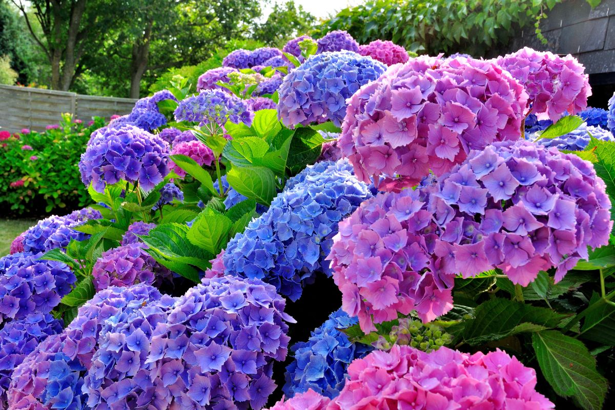 trucco naturale per far rifiorire le ortensie
