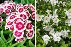 fiori che profumano le serate estive