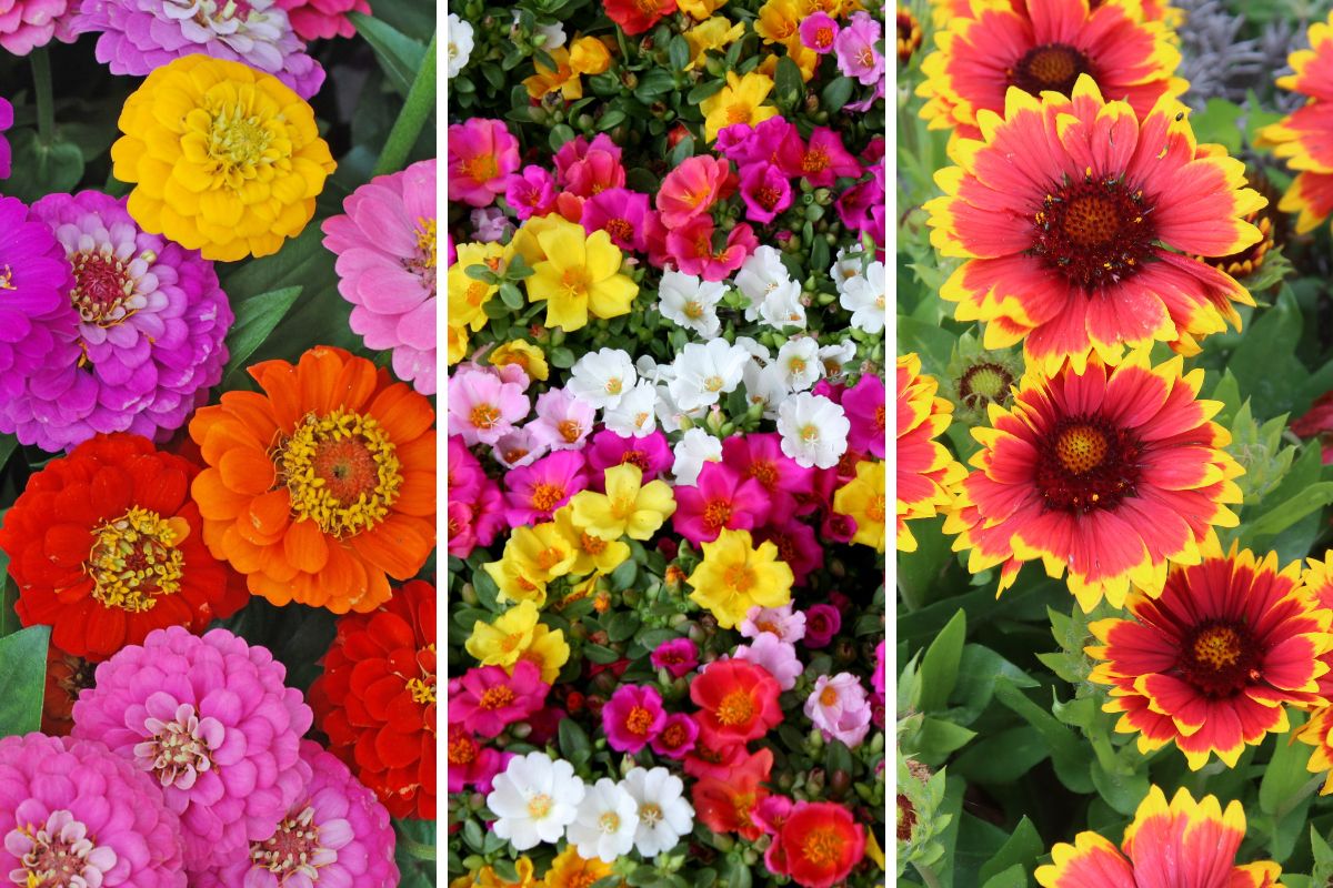combinazioni di fiori resistenti al sole