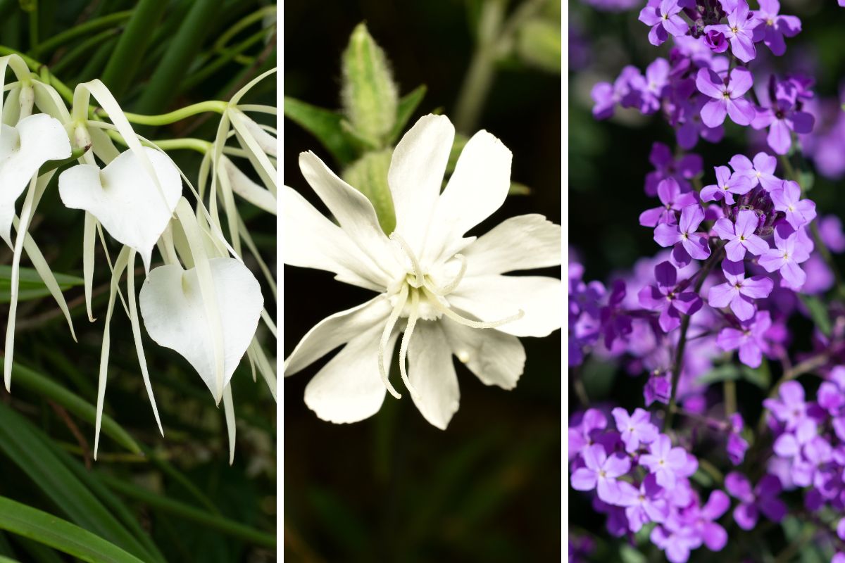 fiori che si aprono solo la sera