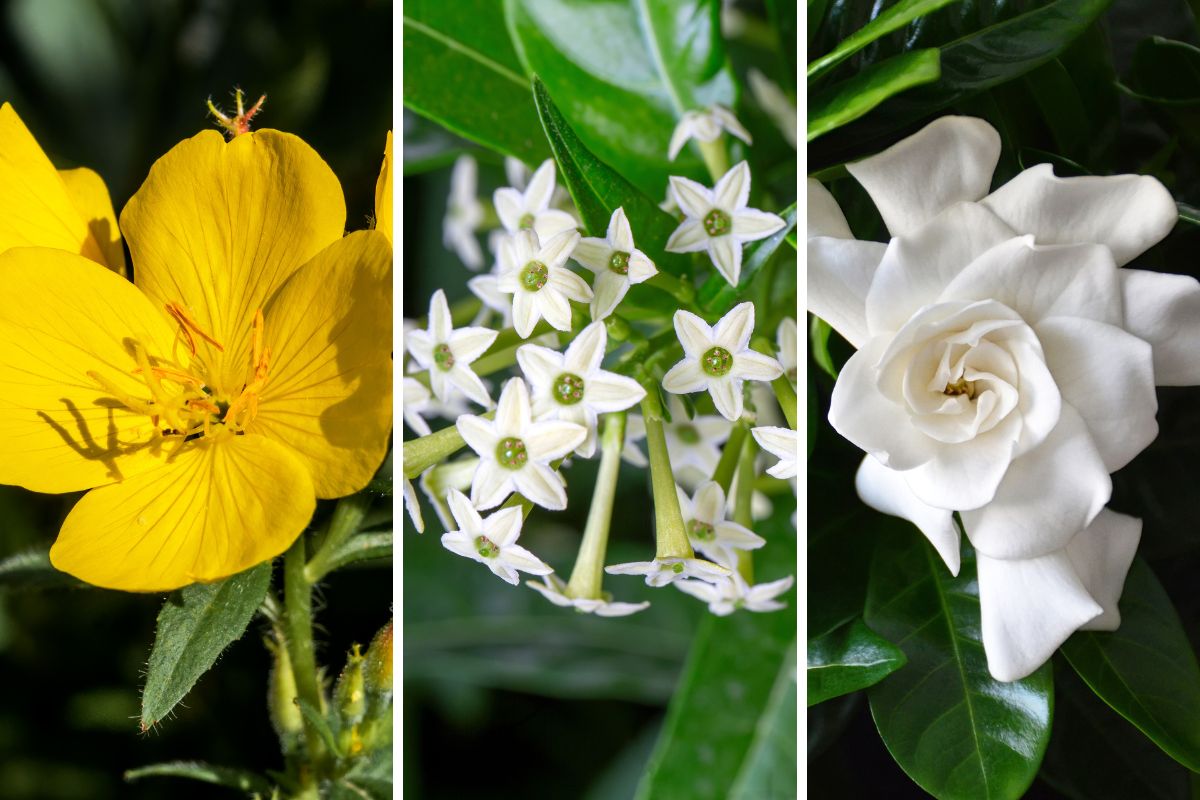fiori che si aprono solo di notte