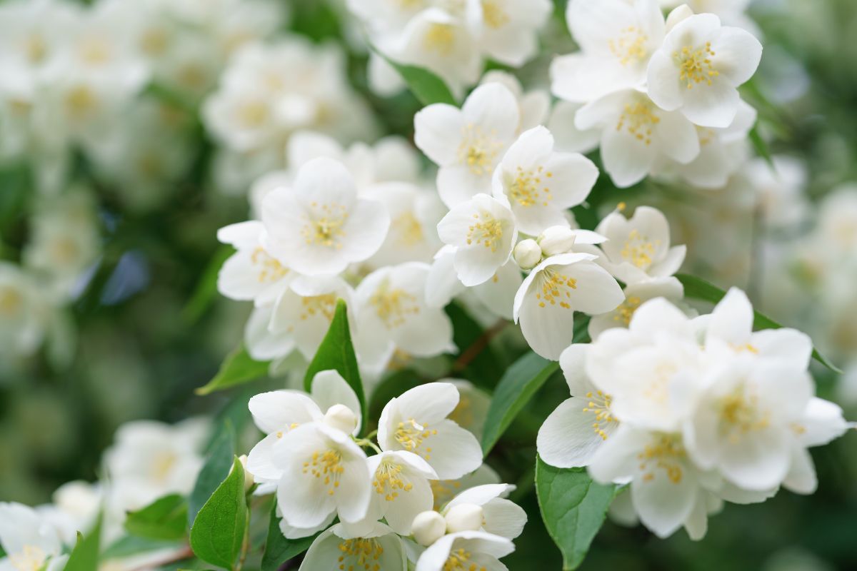 gelsomini in fiore a luglio