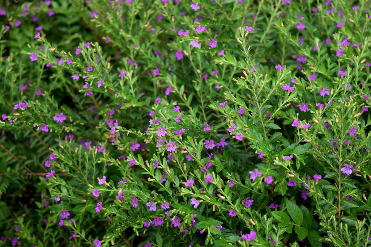 erica messicana