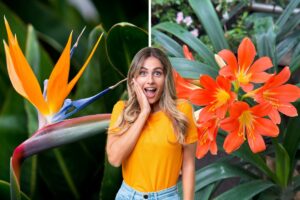 fiori tropicali resistenti al freddo