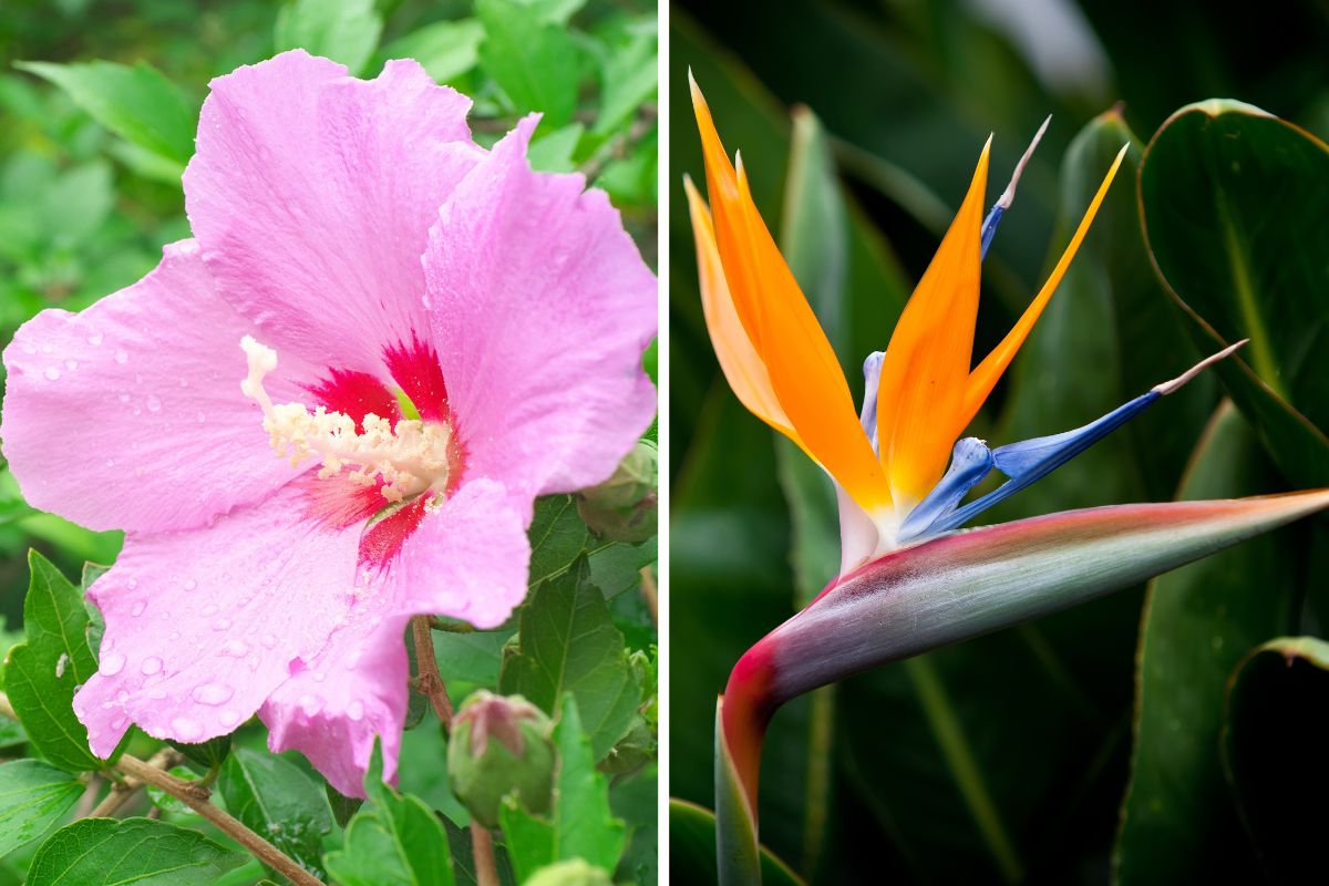 fiori tropicali che resistono anche senza serra