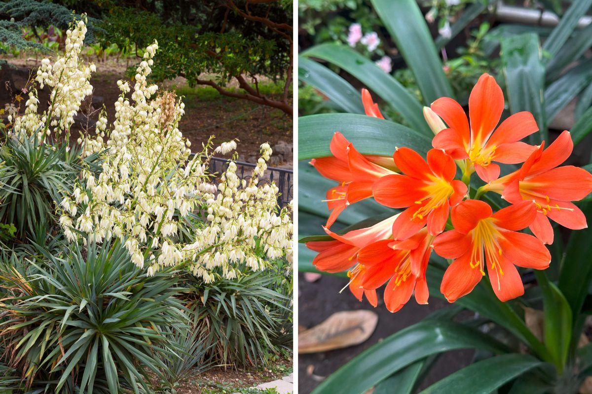 fiori tropicali che resistono anche senza serra