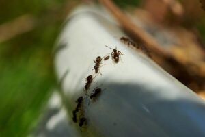 menta piperita per allontanare le formiche nei vasi