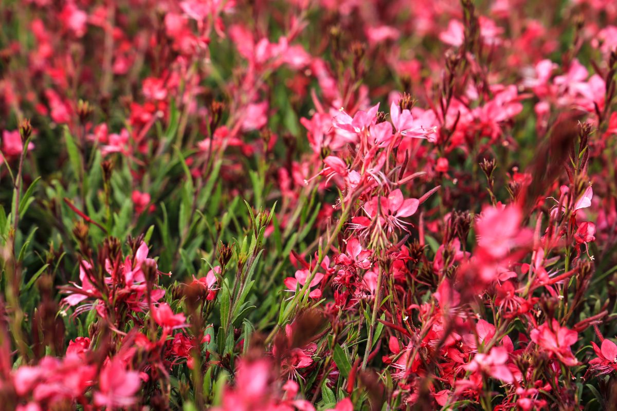 perenni sempre in fiore in aiuole