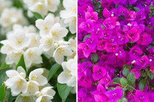 fiori di gelsomini e bouganville a luglio