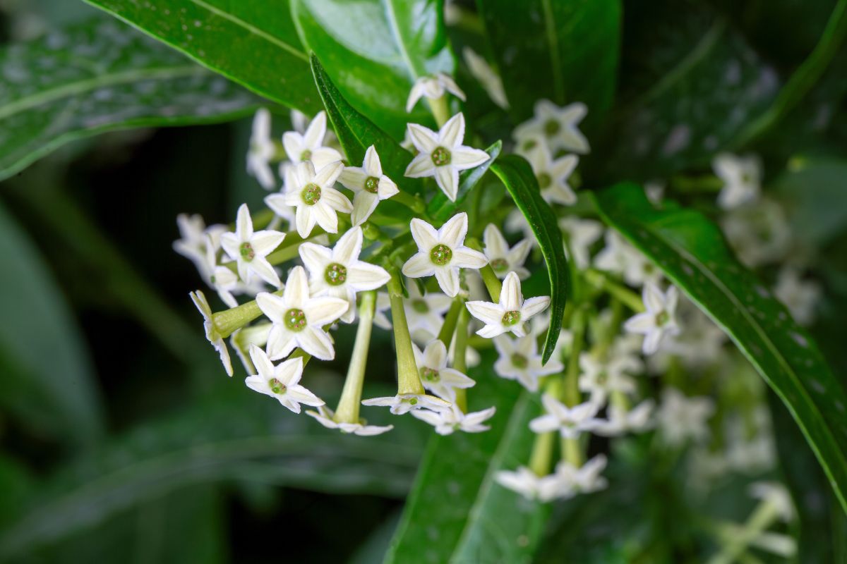 serate estive con fiori profumati
