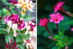 giardino con piante profumate di sera