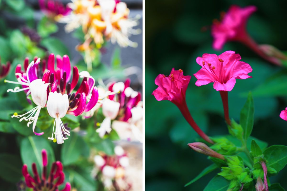 giardino con piante profumate di sera