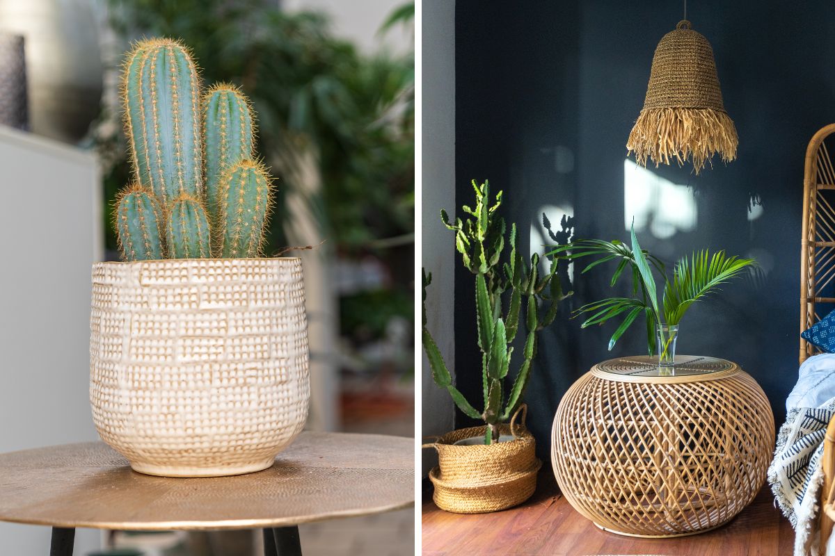 cactus in casa idee d’arredo fai da te