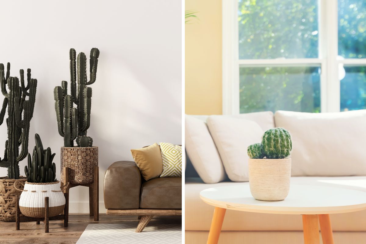 cactus in casa idee d’arredo fai da te