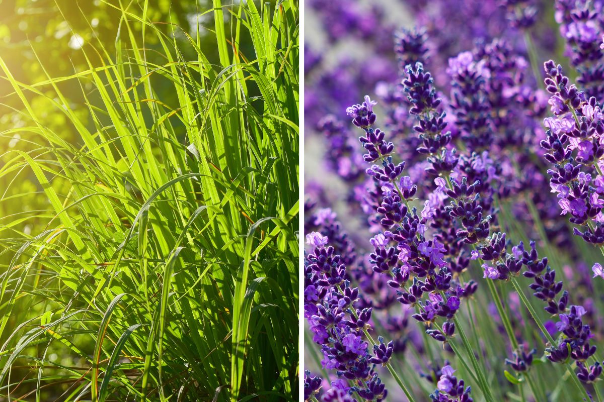 come coltivare lavanda e citronella insieme