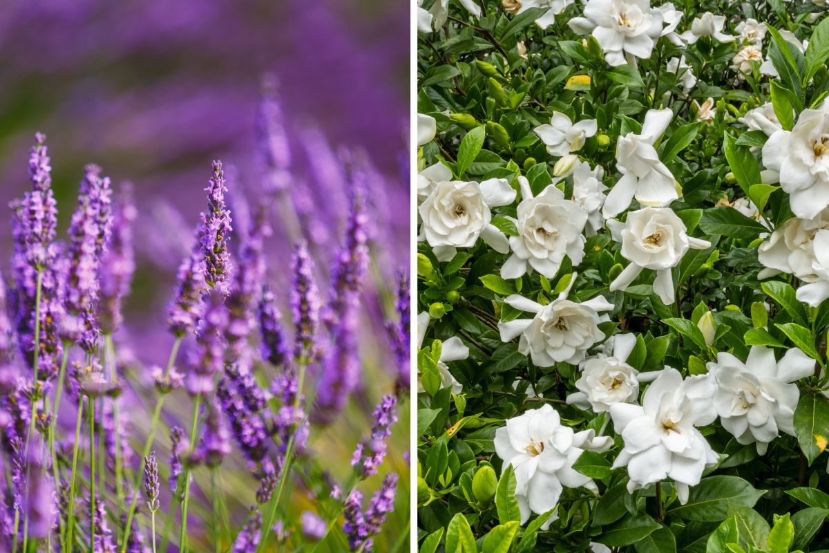 fiori profumati serate estive