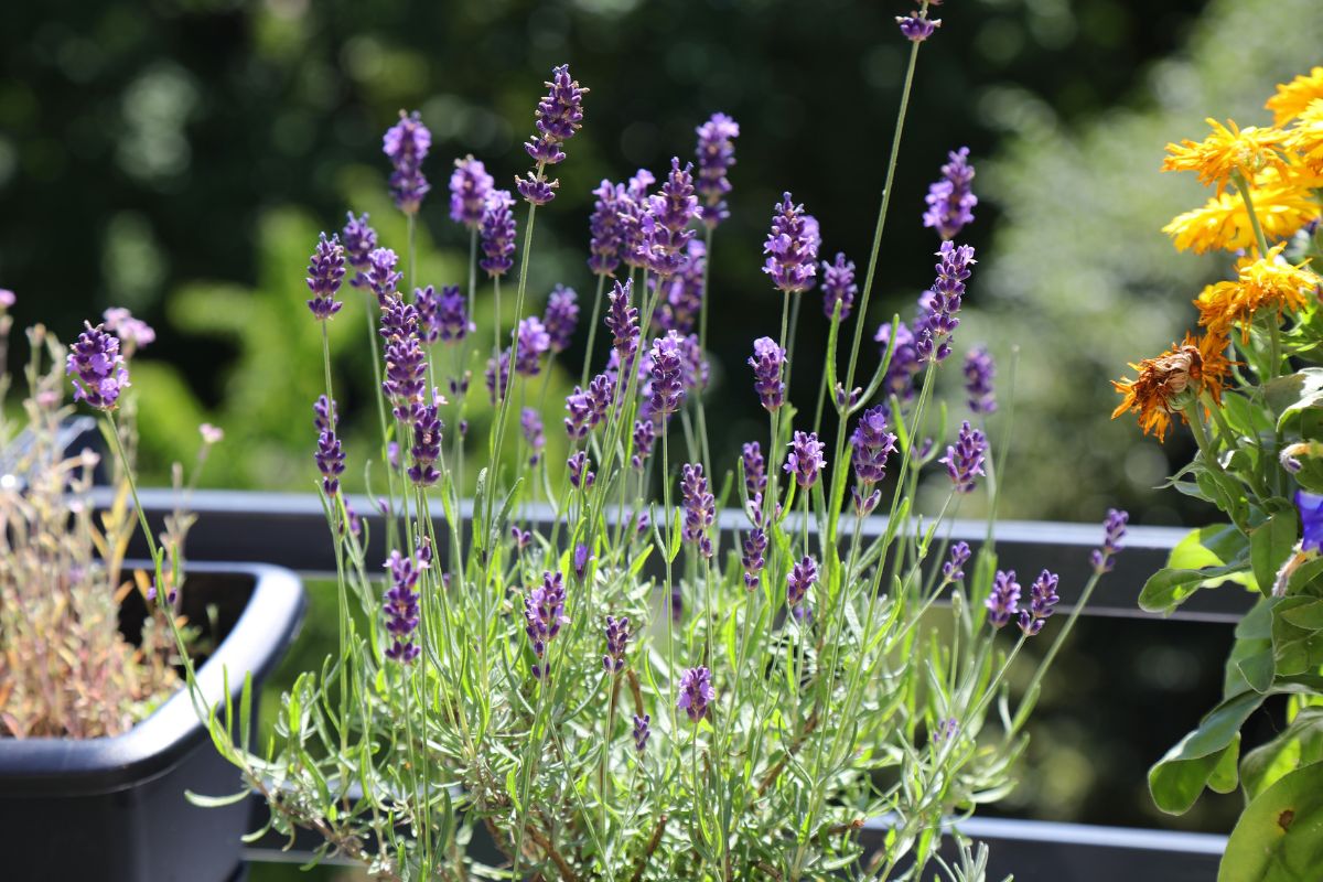 arredare il balcone con materiali naturali
