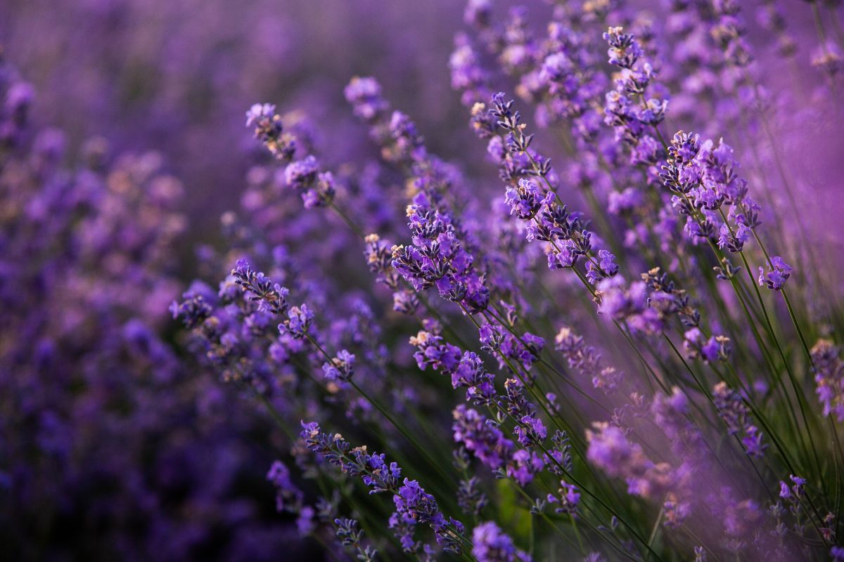 balcone profumato con lavanda e altre piante