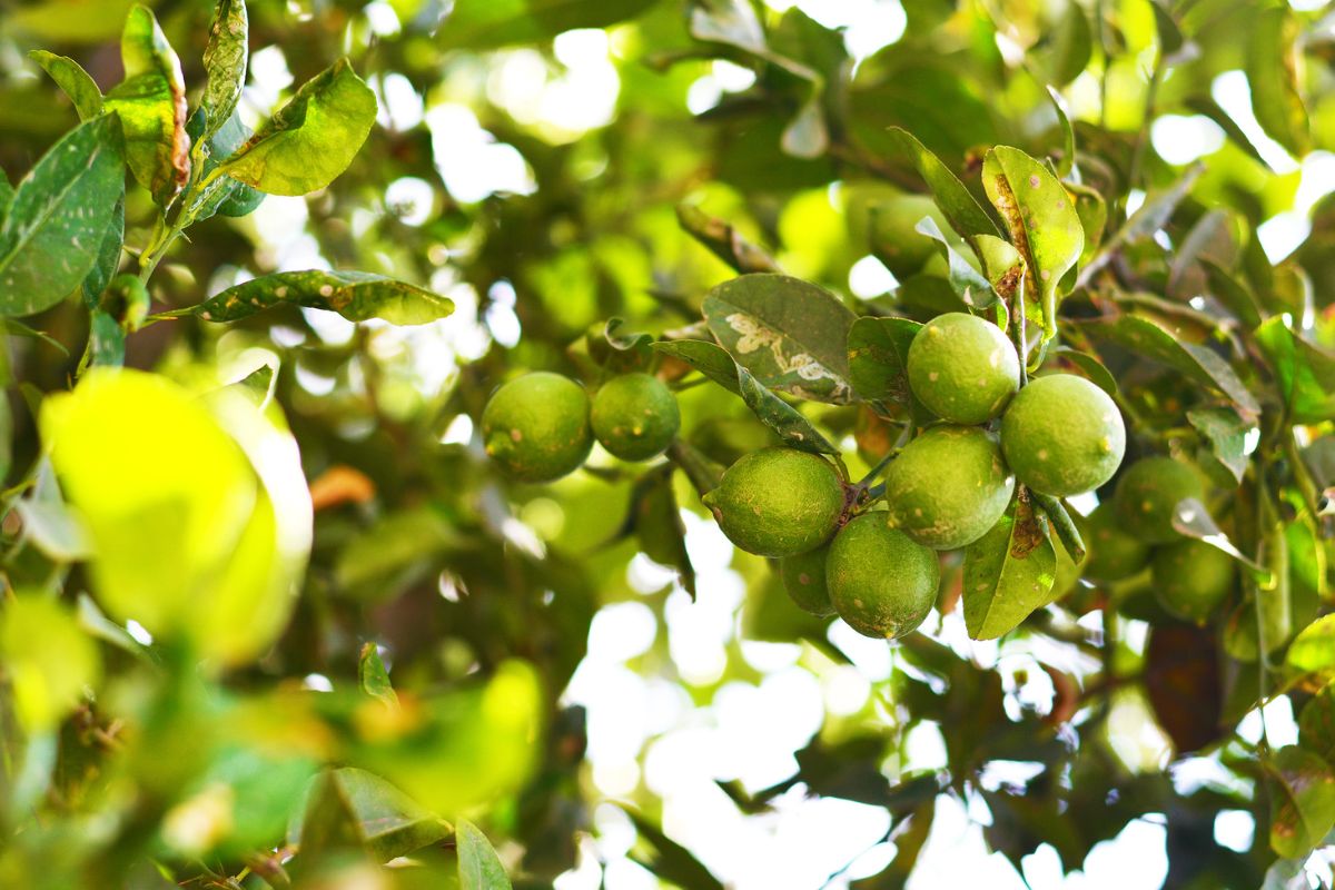 soluzioni per limone con foglie deformate