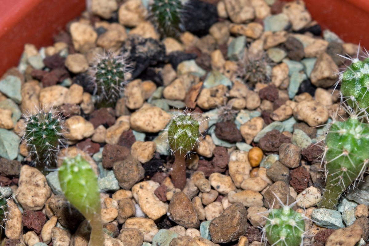fioritura lobivia jajoiana