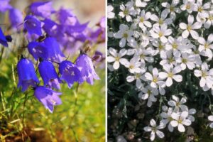 piante tappezzanti fiorite