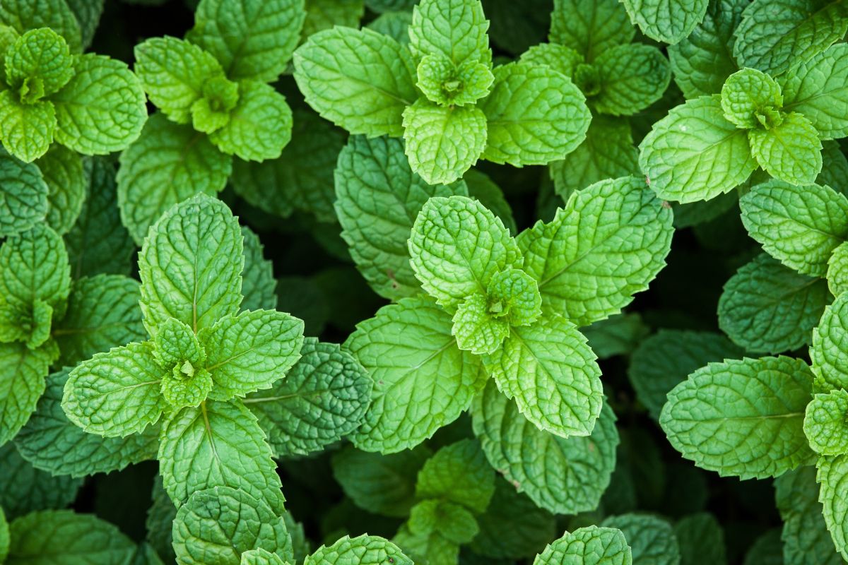 formiche nei vasi allontanale con la menta piperita