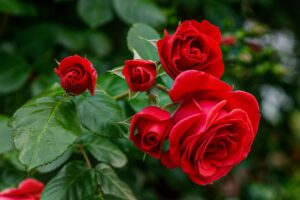 talea di rosa radicata con miele
