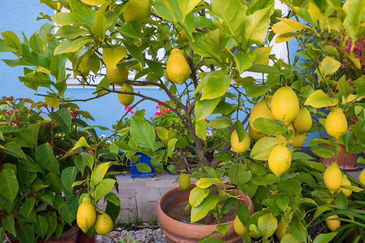 quando trapiantare il limone in vaso