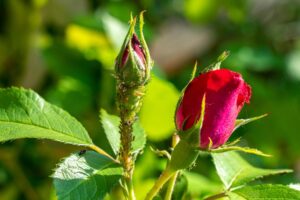 afidi sulle rose soluzione fai-da-te