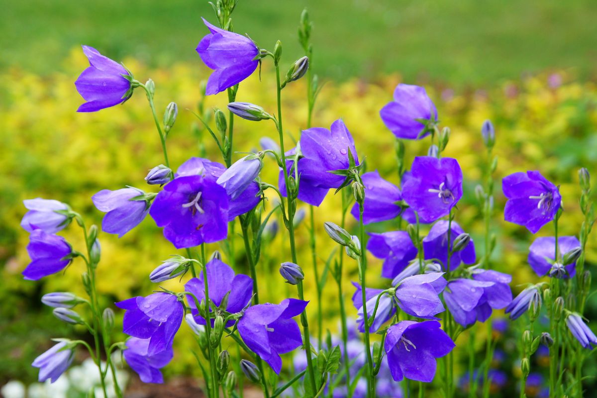 piante da accostare alle ortensie