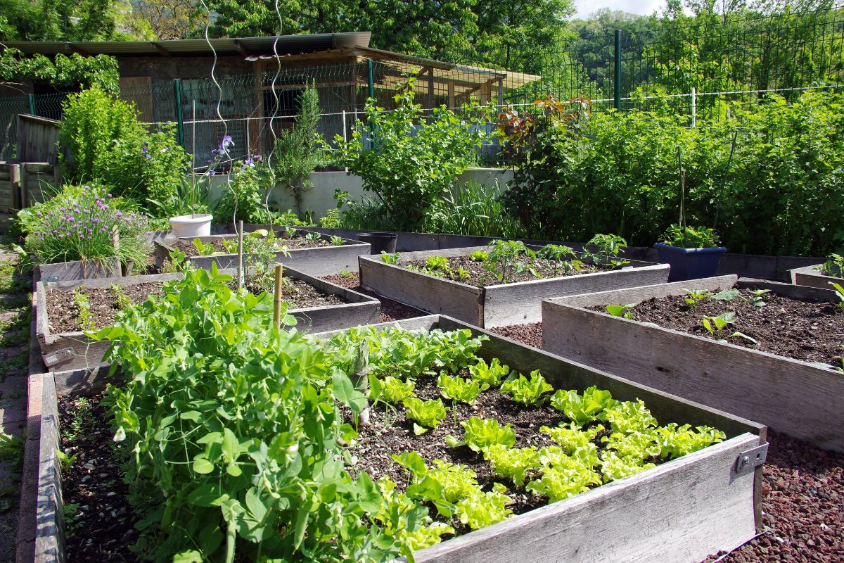 verdure da piantare a giugno
