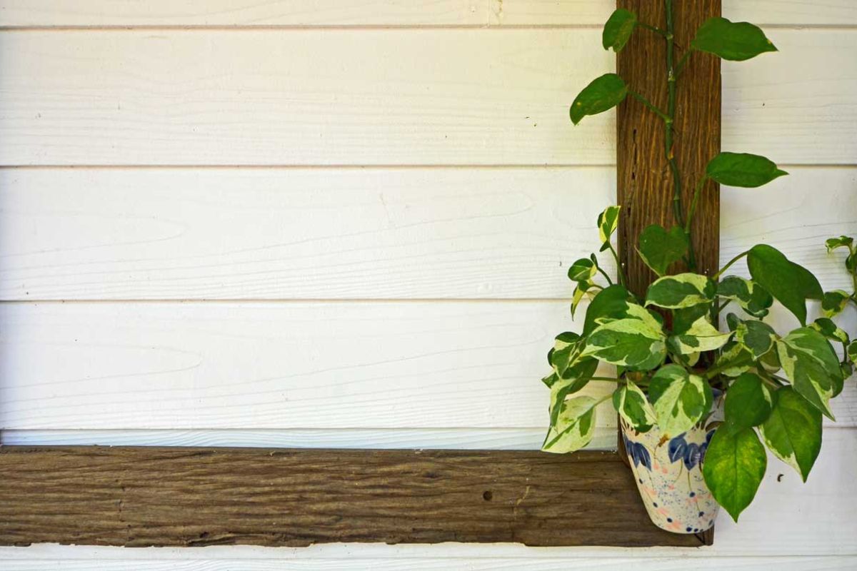 pothos