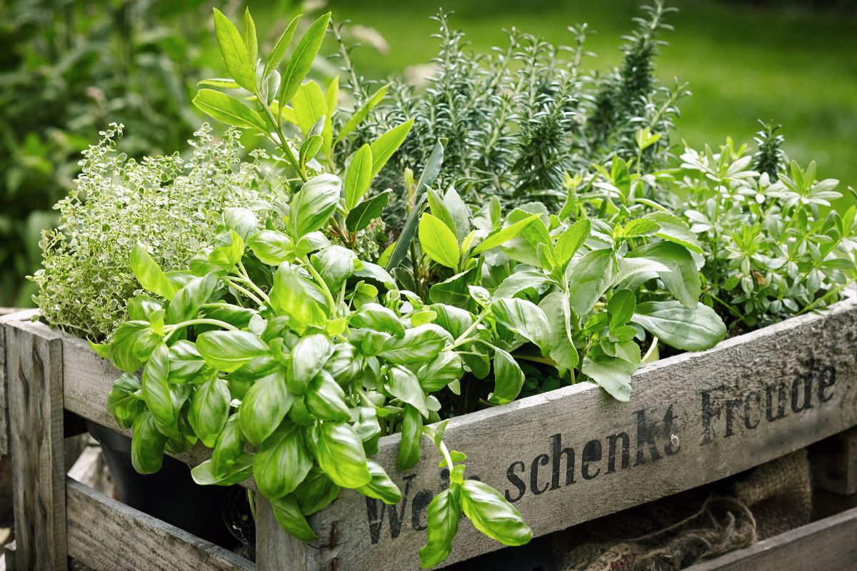 idee low cost per un giardino di città