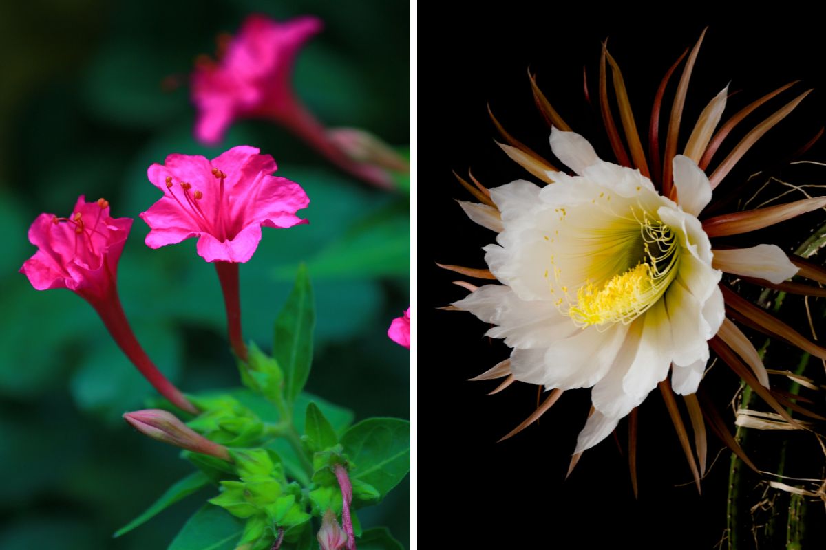 piante con fioriture notturne